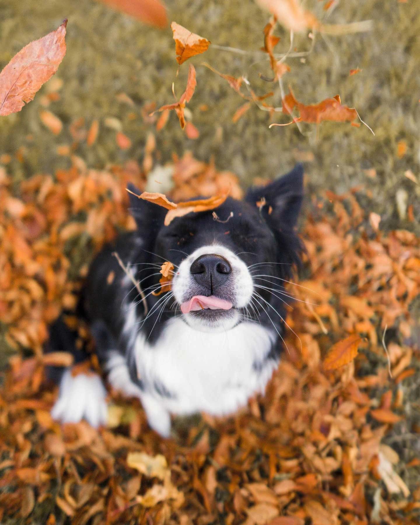 5 Fun Fall Activities to do with Your Dog!